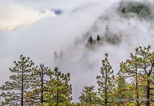 Yosemite Fog_22845.jpg - Photographed in Yosemite National Park, California, USA.